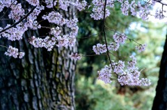 敷島公園の桜