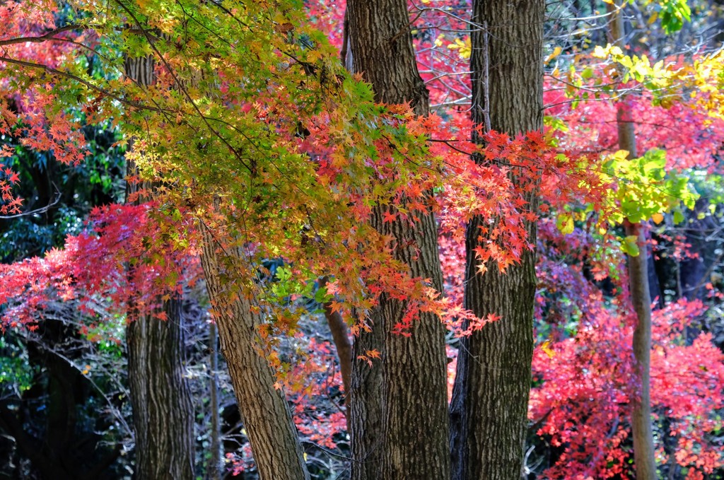 紅葉の彩