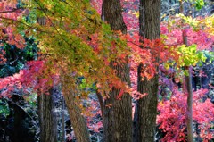 紅葉の彩
