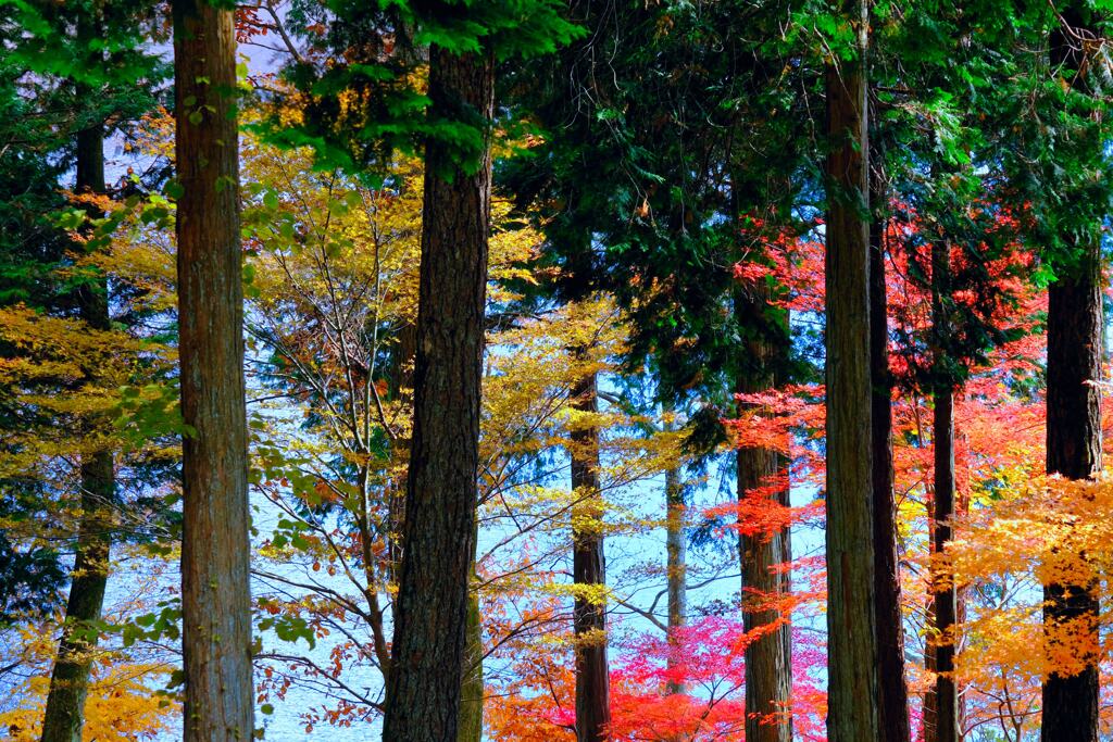 榛名の紅葉①