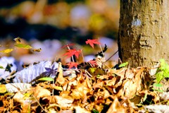 小さな紅葉②