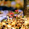 小さな紅葉②