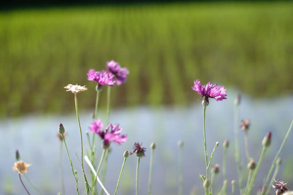 調和