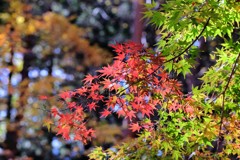 赤城自然園の紅葉⑪