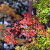 赤城自然園の紅葉⑪