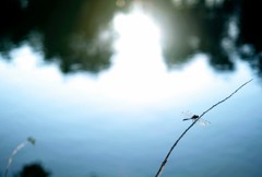 夕照
