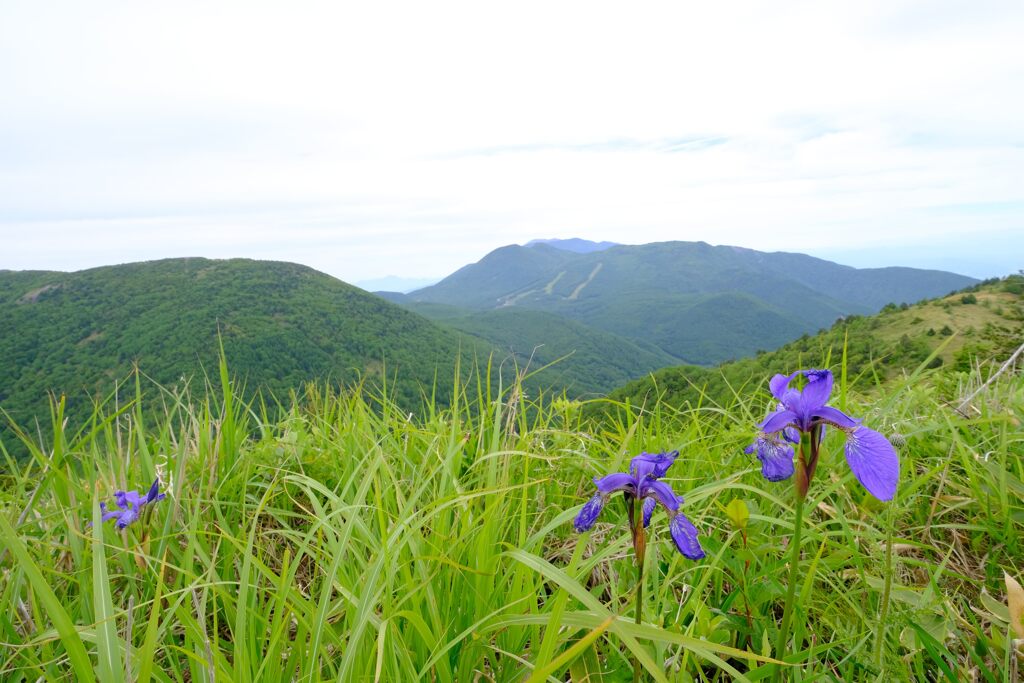 烏帽子岳に咲く①