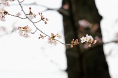 桜①