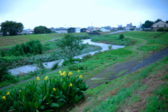 散歩道の朝①