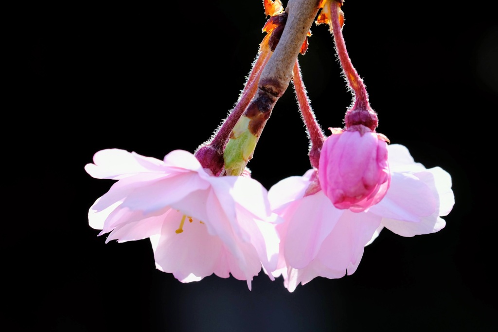 しだれ桜