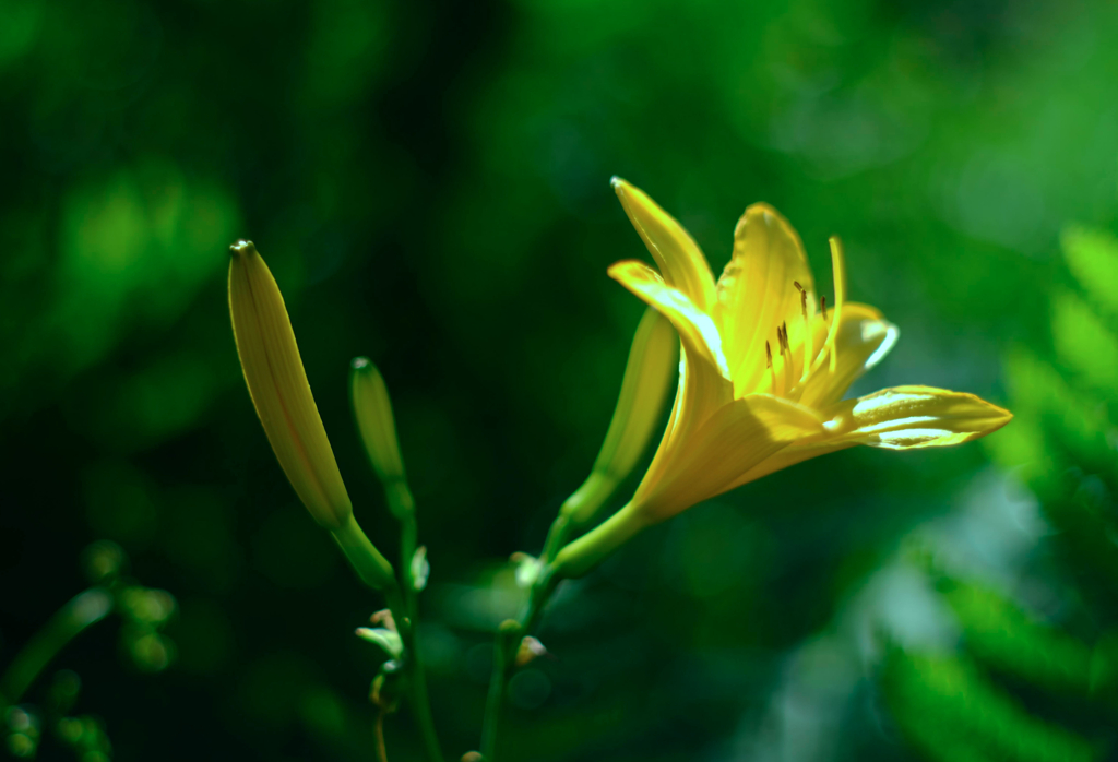 赤城の花①