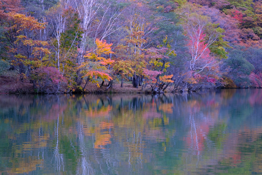 小沼の紅葉④