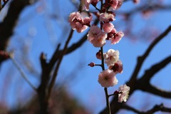 青空に映えて③