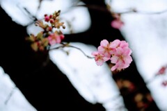 河津桜①