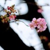 河津桜①