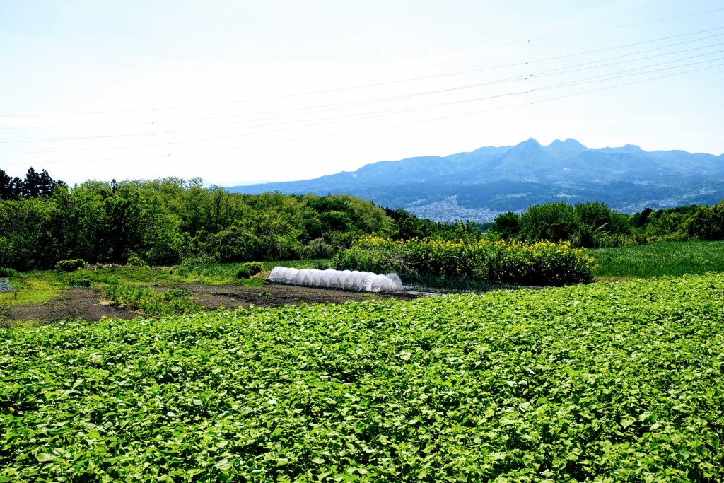 高原野菜畑