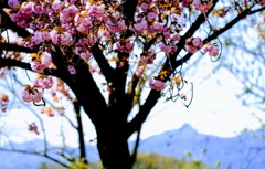 八重桜