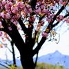 八重桜