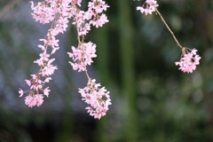 枝垂れ桜②