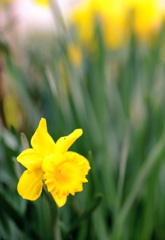 3月17日　庭の花③