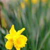 3月17日　庭の花③