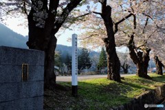 稲庭小学校の桜並木