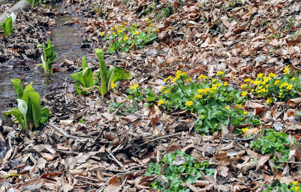 水芭蕉＆リュウキンカ