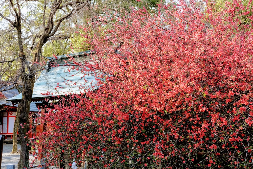 満開の木瓜の花①