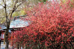 満開の木瓜の花①