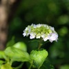 紫陽花②