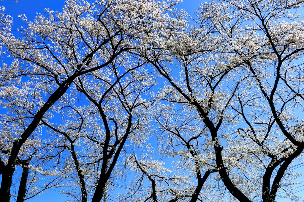 桜⑥