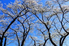 桜⑥