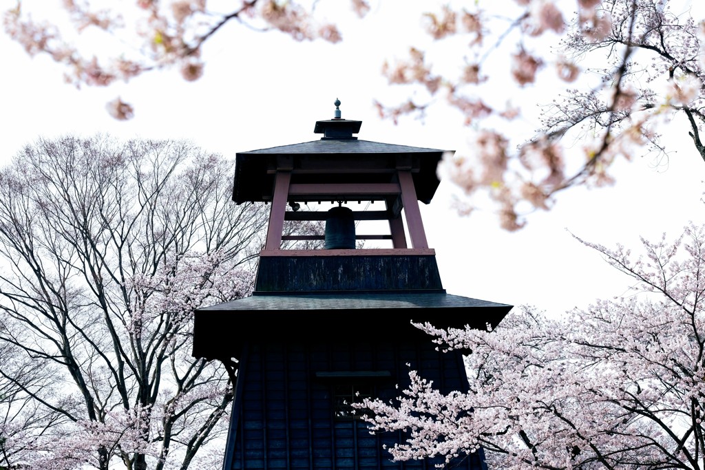 桜の季節