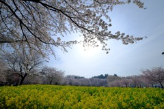桜のある風景②