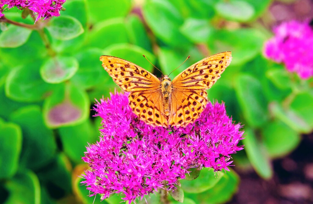 ミドリヒョウモン