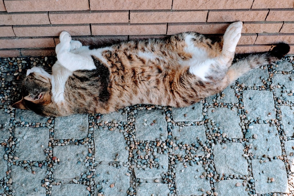 猛暑の日