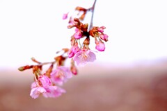 河津桜