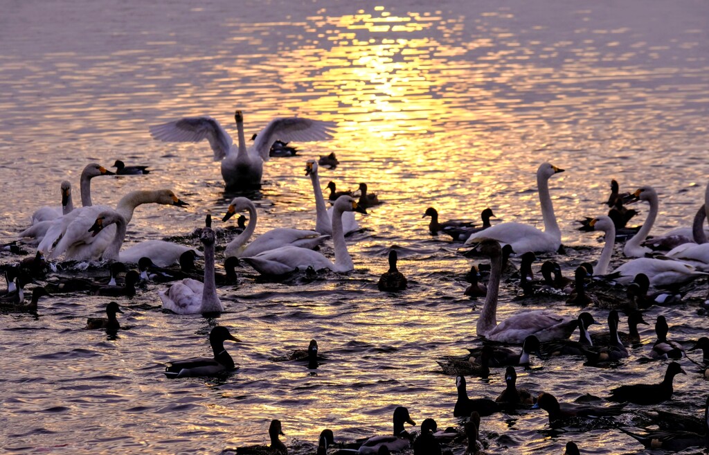 多々良沼の白鳥