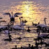 多々良沼の白鳥