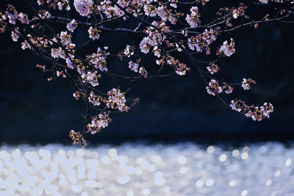 春の輝き