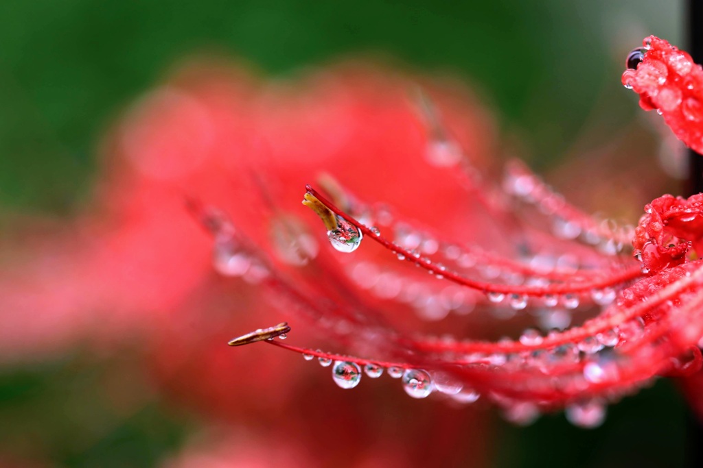 雨に光る