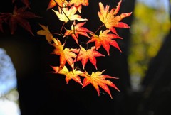 小さな紅葉①