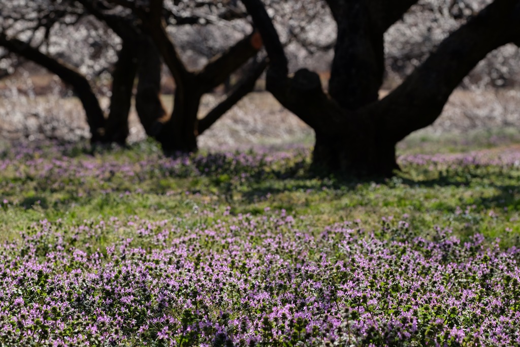 梅林の足元②