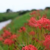 散歩道に咲く②