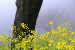 菜の花