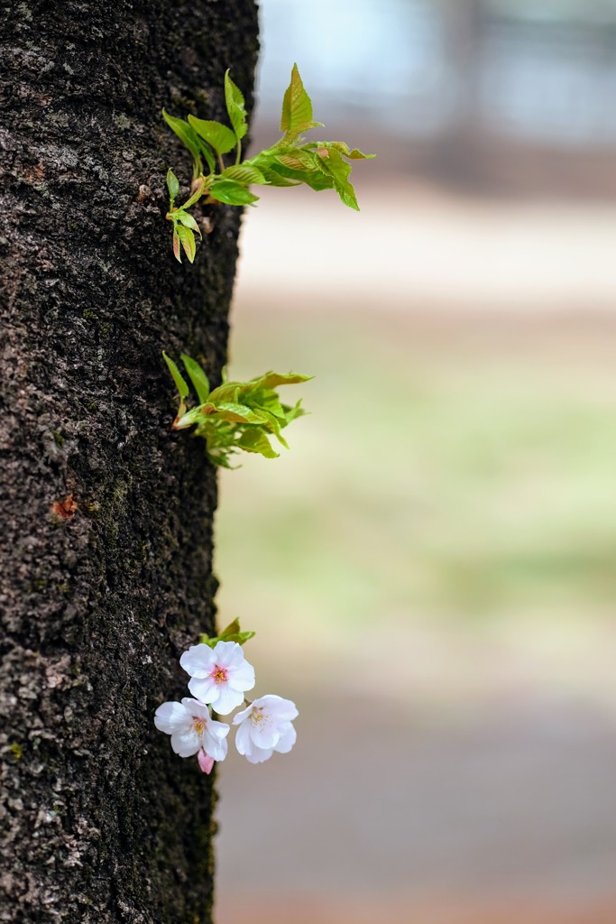 ちいさな生命②