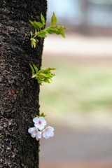 ちいさな生命②