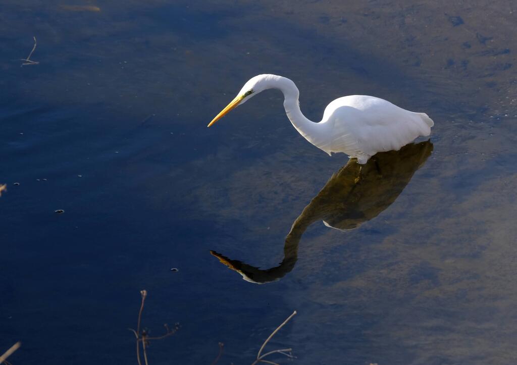 水辺の生き物①