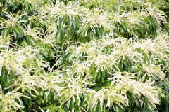 栗の花