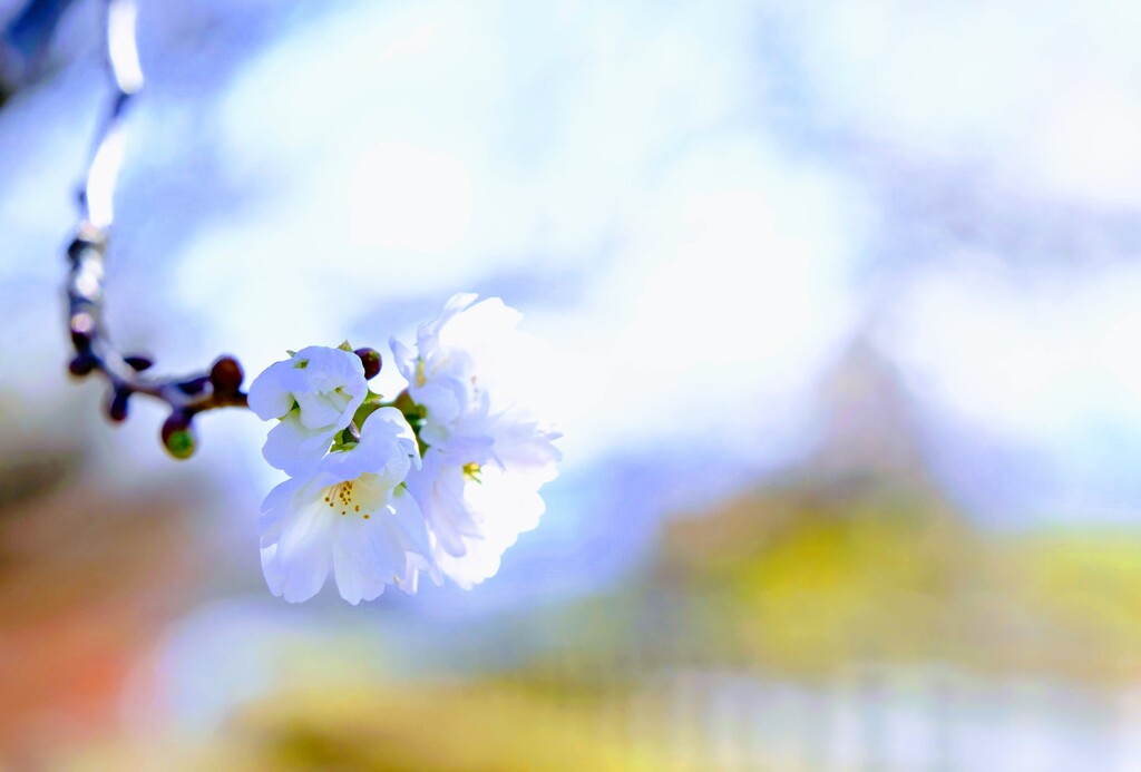 寒桜